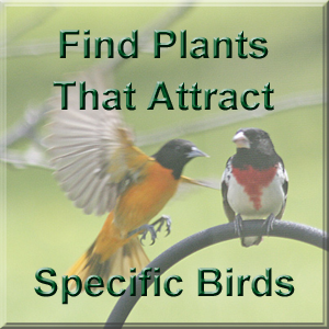 Find plants that attract certain birds