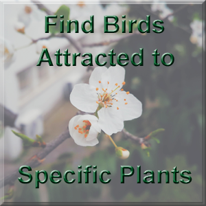 Find birds attracted to a plant